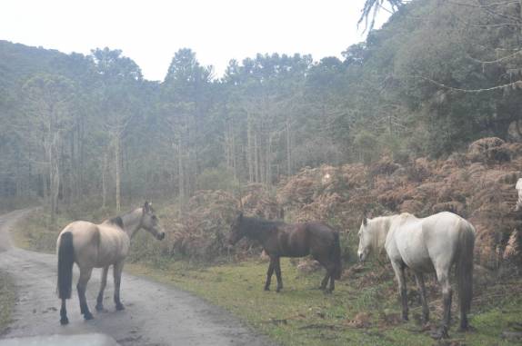 Estrada bucólica na região de Urubici - SC